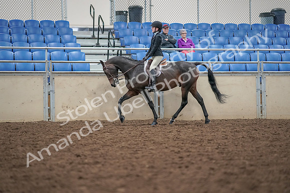 2019 Morgan Horse Show - Aug 30, 2019 - 20311
