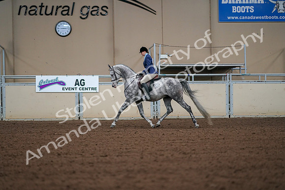 2019 Morgan Horse Show - Aug 30, 2019 - 16141