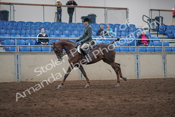2019 Morgan Horse Show - Sept 01, 2019 - 08748