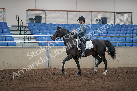 2019 Morgan Horse Show - Aug 31, 2019 - 07159