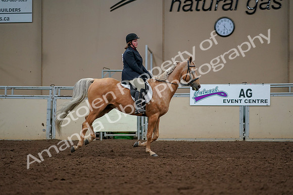 2019 Morgan Horse Show - Aug 30, 2019 - 22573