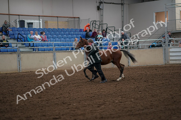 2019 Morgan Horse Show - Aug 30, 2019 - 25536