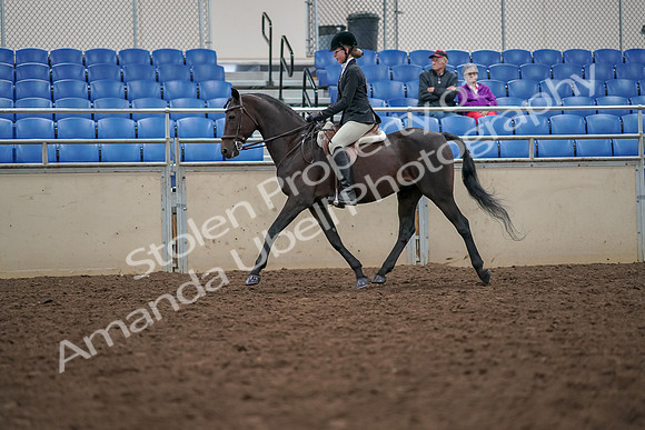 2019 Morgan Horse Show - Aug 30, 2019 - 20336