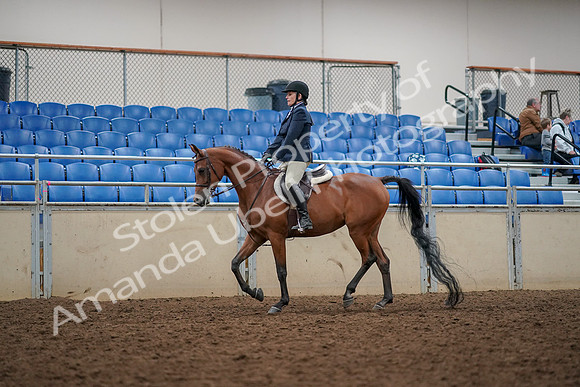 2019 Morgan Horse Show - Aug 30, 2019 - 22250
