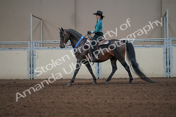 2019 Morgan Horse Show - Sept 01, 2019 - 07332