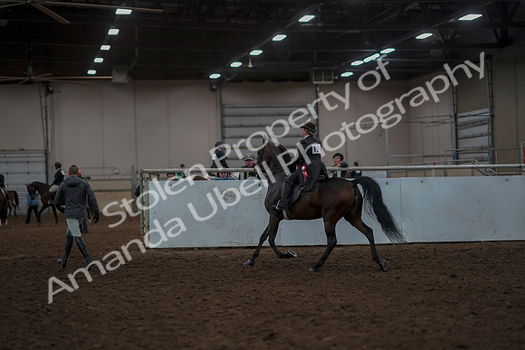 2019 Morgan Horse Show - Aug 30, 2019 - 28347
