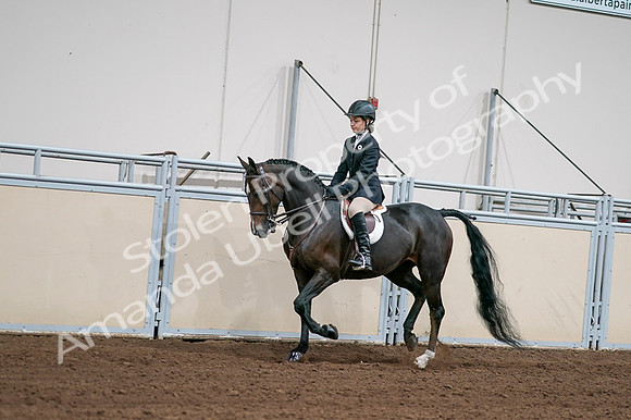2020 - AB Morgan Horse - Fri, Sept 04 - 02017