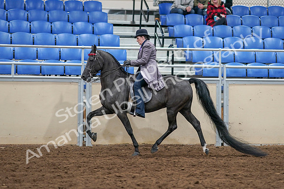 2020 - AB Morgan Horse - Sat, Sept 05 - 13616