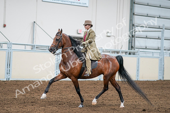 2020 - AB Morgan Horse - Sat, Sept 05 - 08090