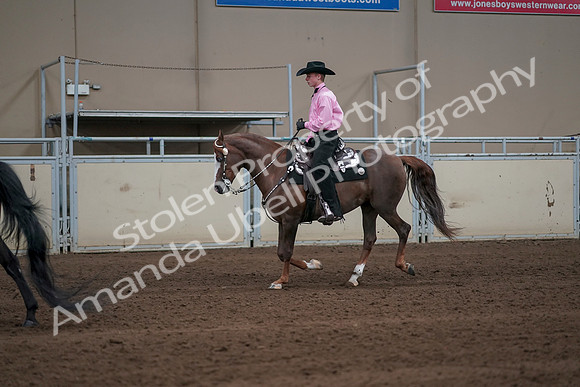 2019 Morgan Horse Show - Sept 01, 2019 - 06997