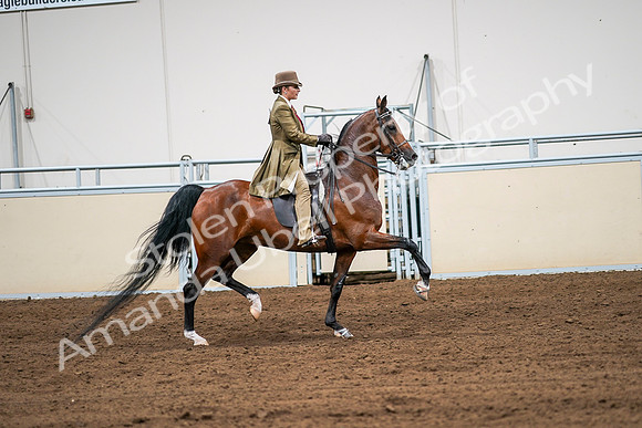 2020 - AB Morgan Horse - Sat, Sept 05 - 08197