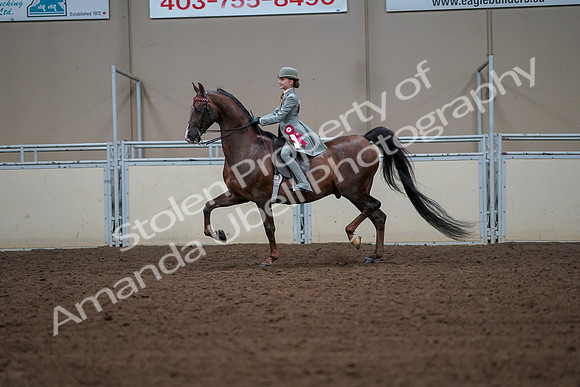 2019 Morgan Horse Show - Aug 30, 2019 - 18247