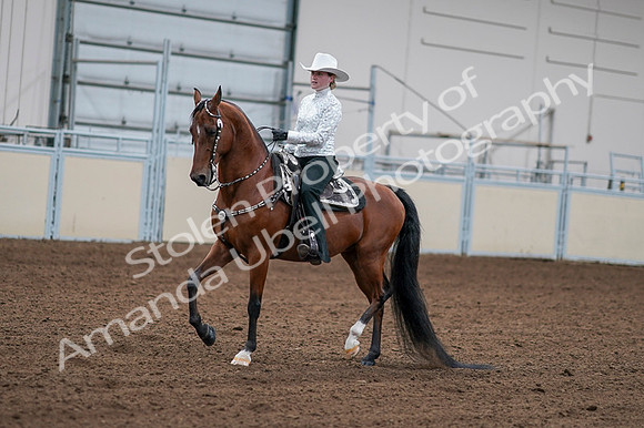 2020 - AB Morgan Horse - Fri, Sept 04 - 03578