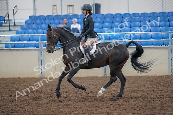 2019 Morgan Horse Show - Aug 30, 2019 - 20555