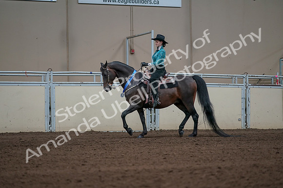 2019 Morgan Horse Show - Sept 01, 2019 - 07301