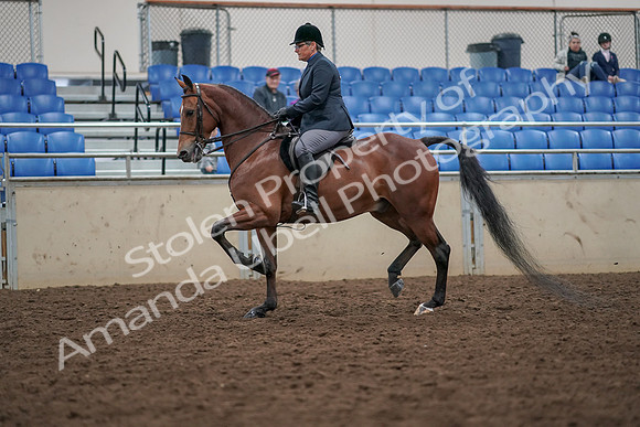 2019 Morgan Horse Show - Aug 30, 2019 - 19890