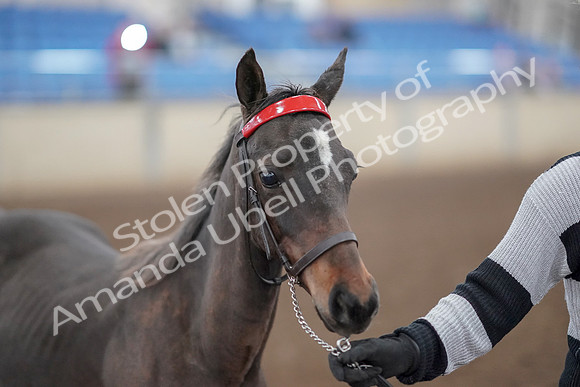 2019 Morgan Horse Show - Aug 31, 2019 - 00235