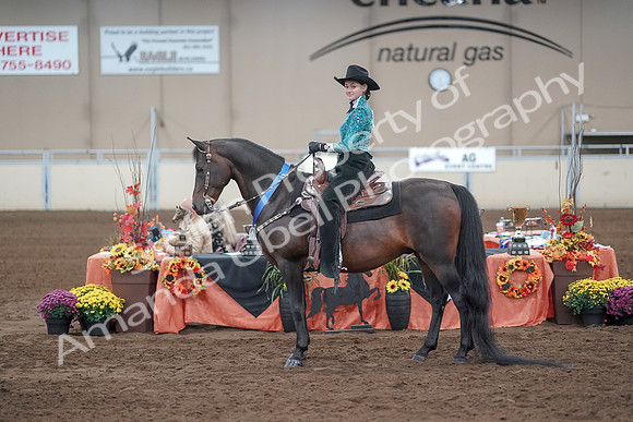 2019 Morgan Horse Show - Sept 01, 2019 - 07276