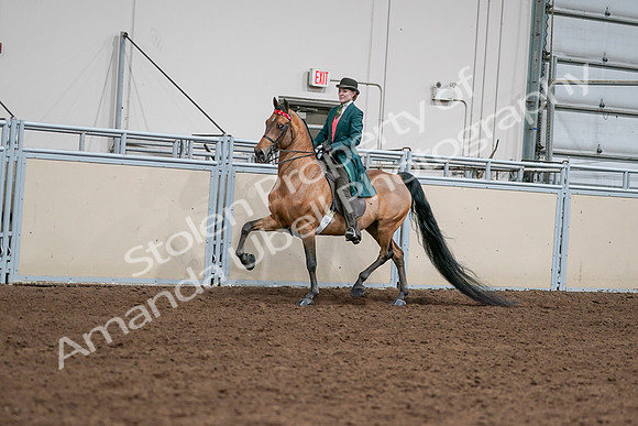 2020 - AB Morgan Horse - Sat, Sept 05 - 13663
