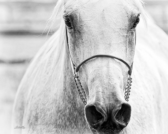 Arabians - 195
