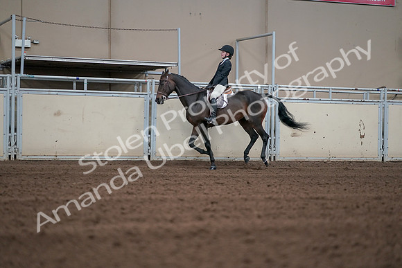 2019 Morgan Horse Show - Sept 01, 2019 - 03718