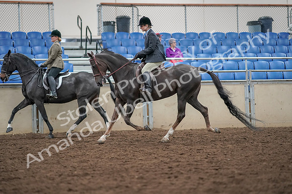 2019 Morgan Horse Show - Aug 30, 2019 - 20064