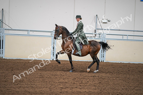 2020 - AB Morgan Horse - Fri, Sept 04 - 03304
