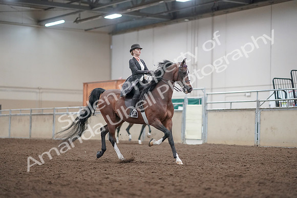 2019 Morgan Horse Show - Aug 31, 2019 - 08888