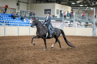 2020 - AB Morgan Horse - Sun, Sept 06 - 08299
