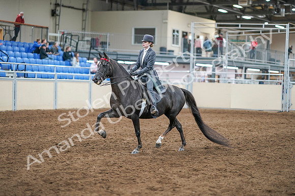 2020 - AB Morgan Horse - Sun, Sept 06 - 08299