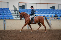 2019 Morgan Horse Show - Aug 30, 2019 - 16004