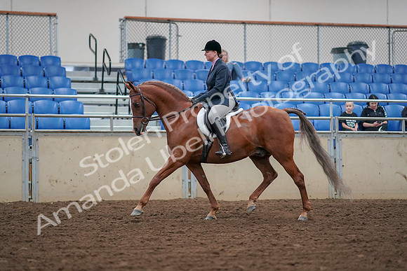 2019 Morgan Horse Show - Aug 30, 2019 - 16004