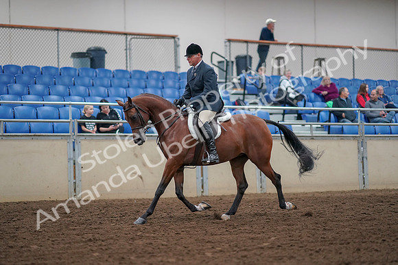 2019 Morgan Horse Show - Aug 30, 2019 - 16111