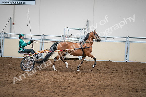 2020 - AB Morgan Horse - Sat, Sept 05 - 12457