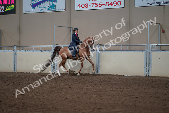 2019 Morgan Horse Show - Sept 01, 2019 - 12002