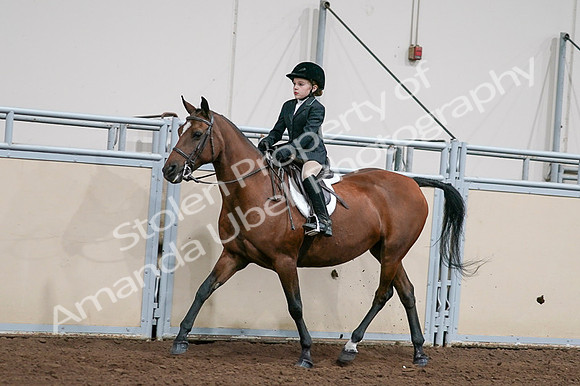 2020 - AB Morgan Horse - Fri, Sept 04 - 02048