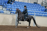 2020 - AB Morgan Horse - Sat, Sept 05 - 00825