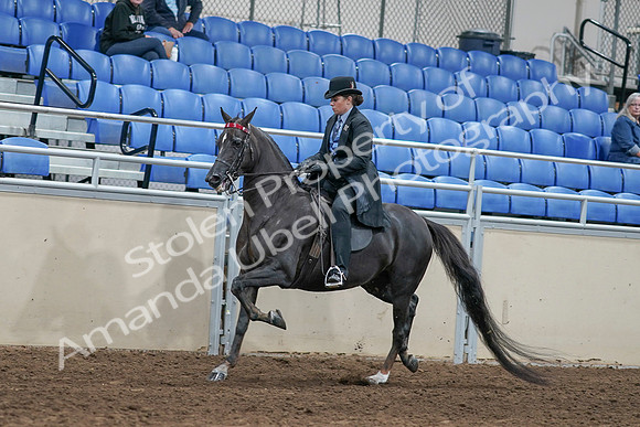 2020 - AB Morgan Horse - Sat, Sept 05 - 00825