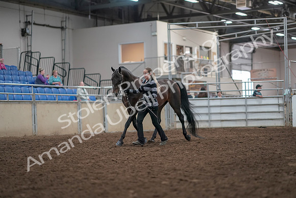 2019 Morgan Horse Show - Aug 31, 2019 - 03392
