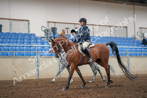 2019 Morgan Horse Show - Aug 30, 2019 - 22445