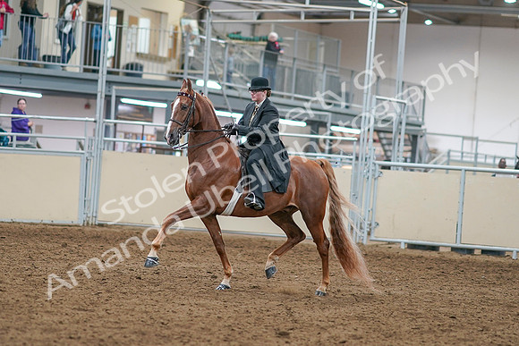 2020 - AB Morgan Horse - Sat, Sept 05 - 07961