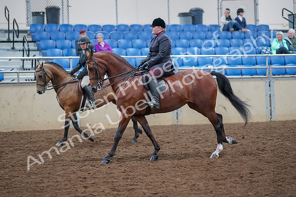 2019 Morgan Horse Show - Aug 30, 2019 - 20525