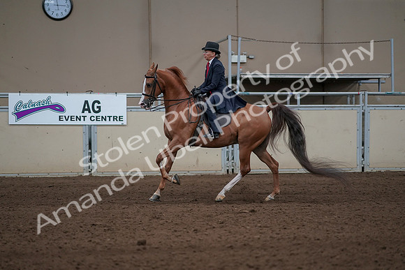 2019 Morgan Horse Show - Sept 01, 2019 - 11942