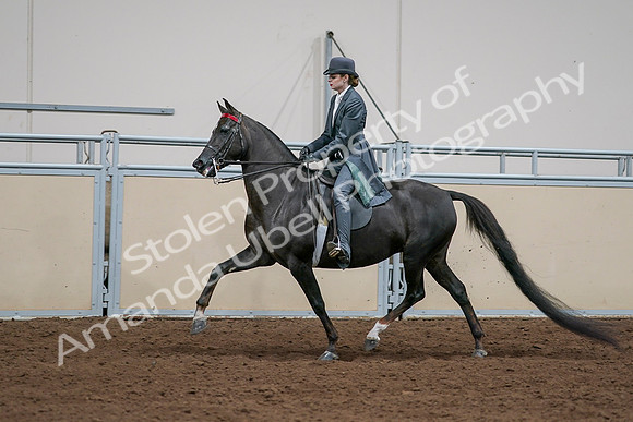 2020 - AB Morgan Horse - Sat, Sept 05 - 13654