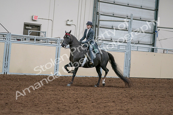2020 - AB Morgan Horse - Sat, Sept 05 - 13623