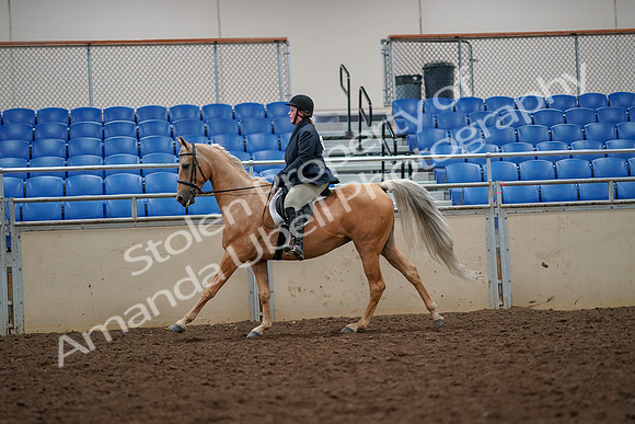 2019 Morgan Horse Show - Aug 30, 2019 - 22373
