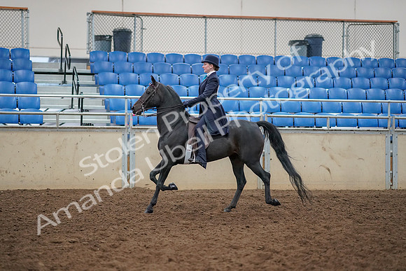 2019 Morgan Horse Show - Aug 30, 2019 - 12178