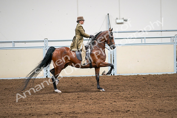2020 - AB Morgan Horse - Sat, Sept 05 - 08207