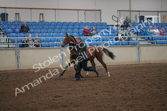 2019 Morgan Horse Show - Aug 30, 2019 - 25550