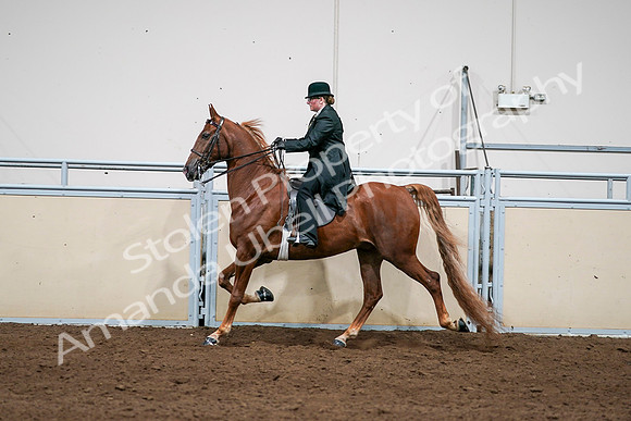 2020 - AB Morgan Horse - Sat, Sept 05 - 08064